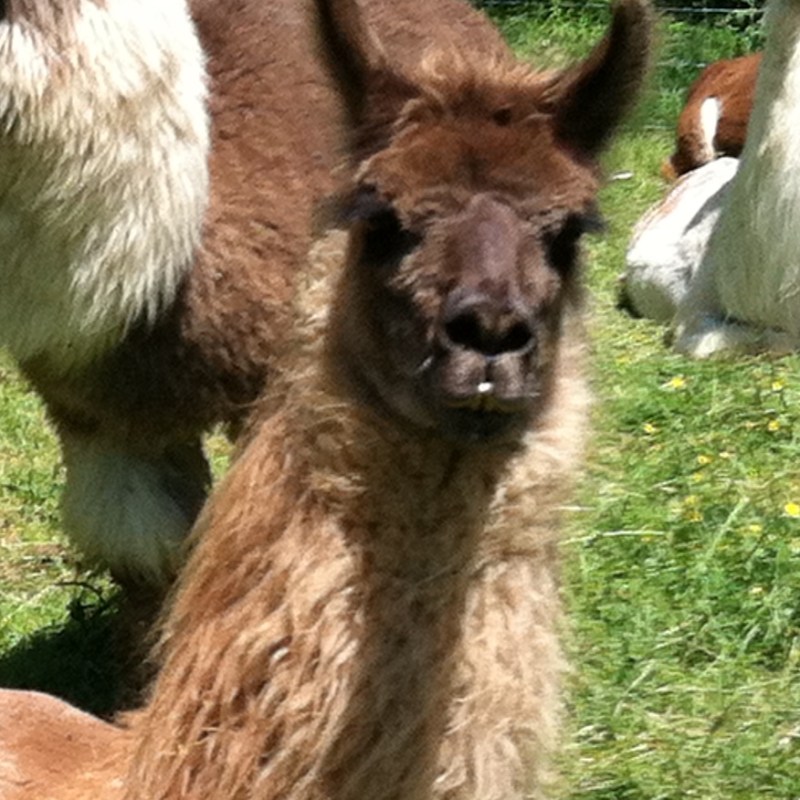 a group of sheep standing on top of a llama