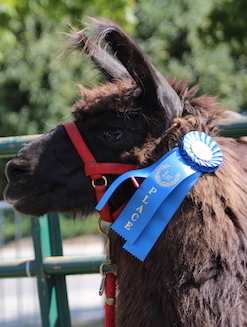 a close up of a horse