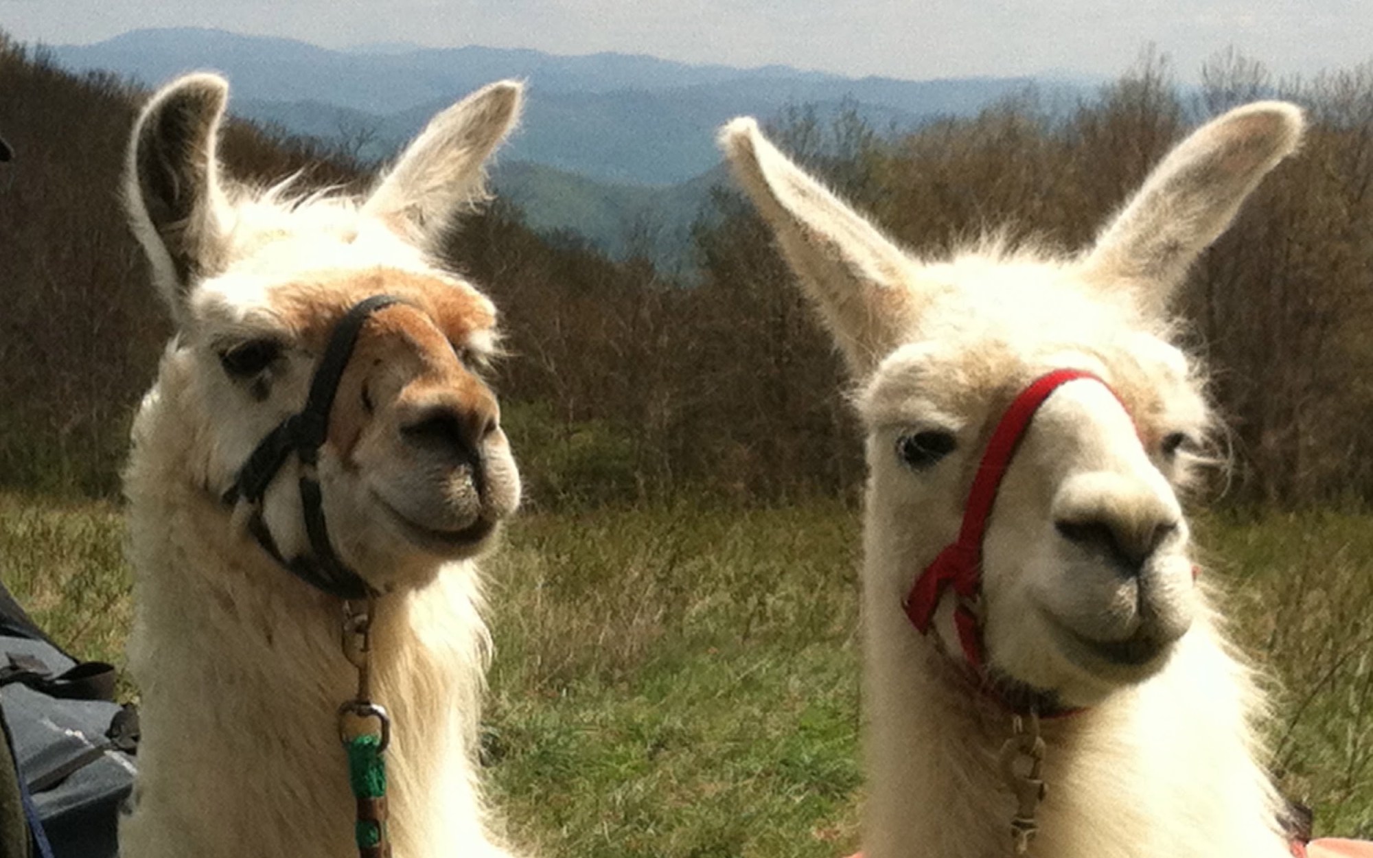 a close up of an animal