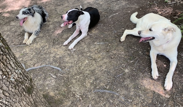 a dog lying on the ground