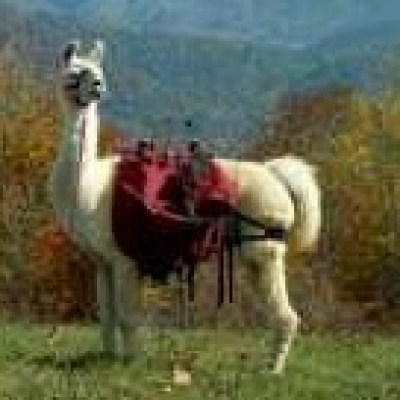 a horse standing on top of a lush green field