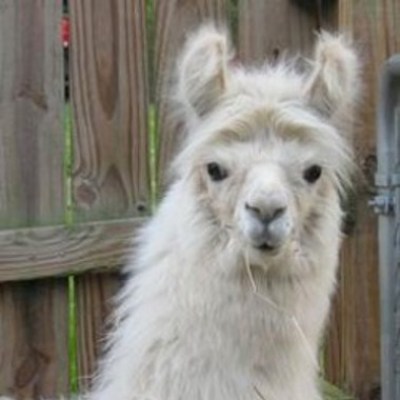 a llama in front of a fence