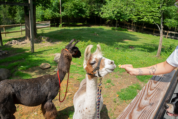 a person petting a dog in a park