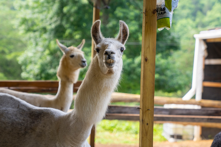 Llama Petting Zoo near Cosby, TN | Smoky Mountain Llama Treks