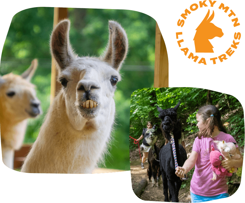 an animal looking at the camera